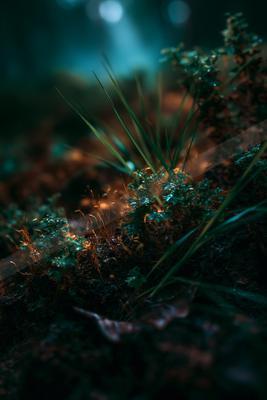 A moody nature scene of plants, field, forest.