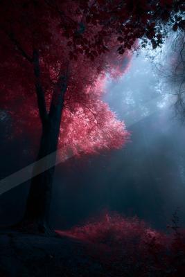 A serene nature scene of forest, trees.