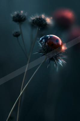 A moody macro nature scene of flowers.