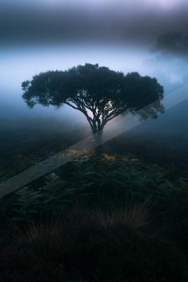 A lone tree stands prominently against a backdrop of dense fog and mist, creating an ethereal atmosphere.