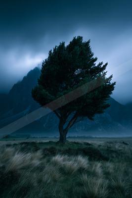 A dramatic long exposure nature scene of an oak tree.