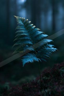 A blue hour nature scene of forest, trees, plants.