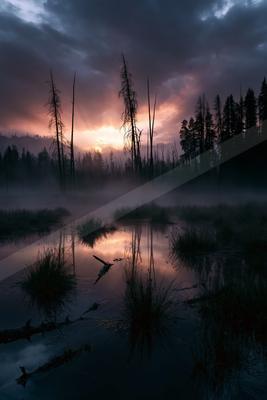 A moody water scene of lake, forest, sunrise.
