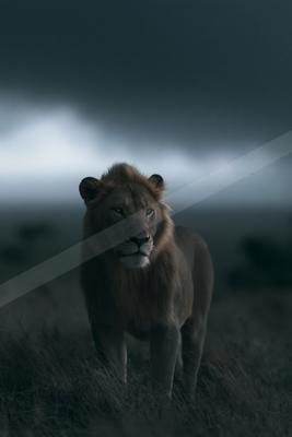 A night wildlife photo of wildlife.