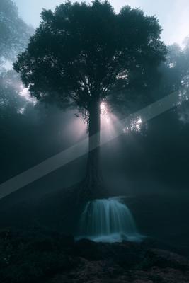A night nature scene of trees, forest, fog.