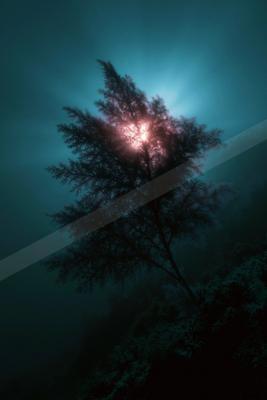 A night nature scene of trees, lake, forest.