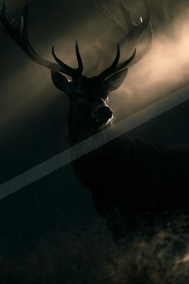 A night wildlife photo of wildlife.