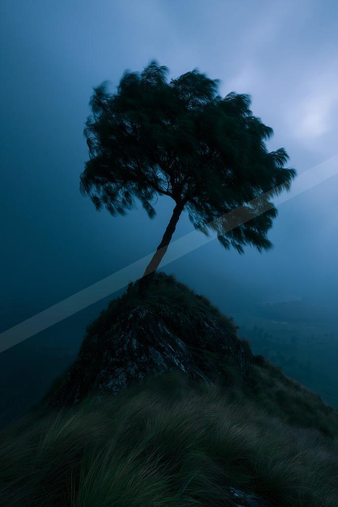 A solitary tree stands silhouetted on a rocky mountain summit surrounded by thick blue mist and wind-swept grass in the foreground.