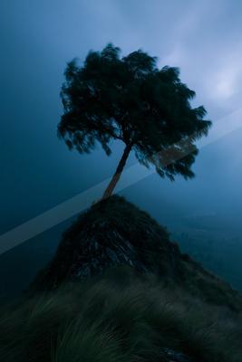 A solitary tree stands silhouetted on a rocky mountain summit surrounded by thick blue mist and wind-swept grass in the foreground.