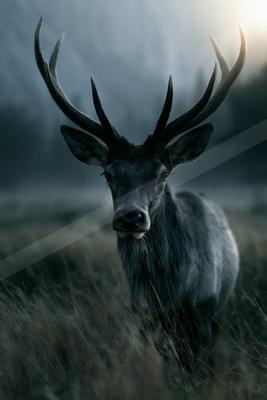 A large deer with impressive antlers stands in a grassy field, looking directly at the camera with a misty forest in the background.