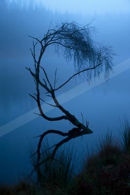 A blue hour long exposure water scene of lake, trees, fog.