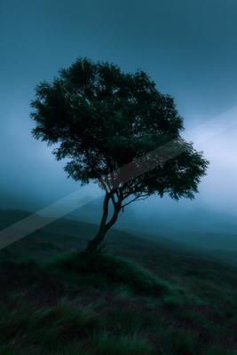 A solitary tree stands on a grassy hill covered in purple heather, surrounded by thick blue mist and rolling hills in the background.