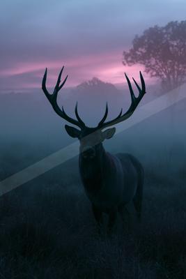 A large elk with impressive antlers stands in a misty field, silhouetted against a colorful pink and purple twilight sky with trees in the background.
