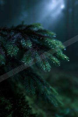 A night nature scene of forest, plants, trees.