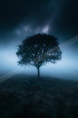 A night nature scene of trees.