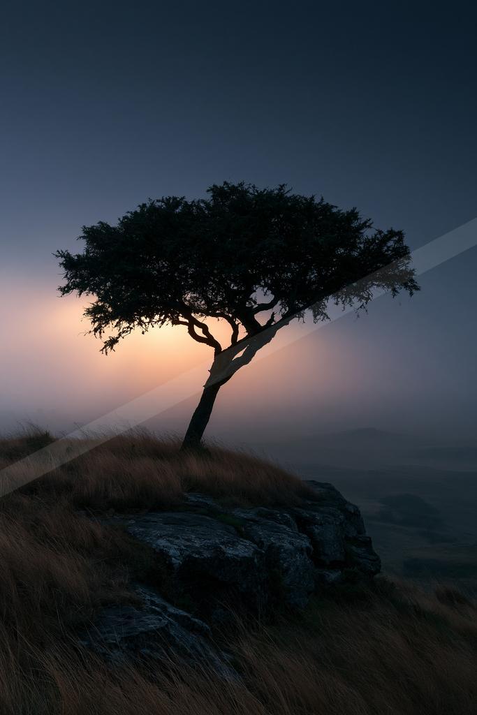 A serene nature scene of trees.