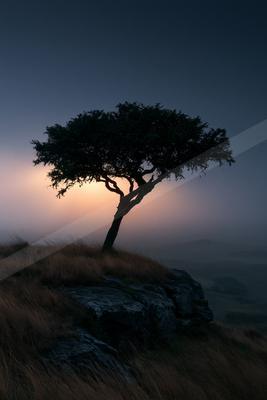 A serene nature scene of trees.