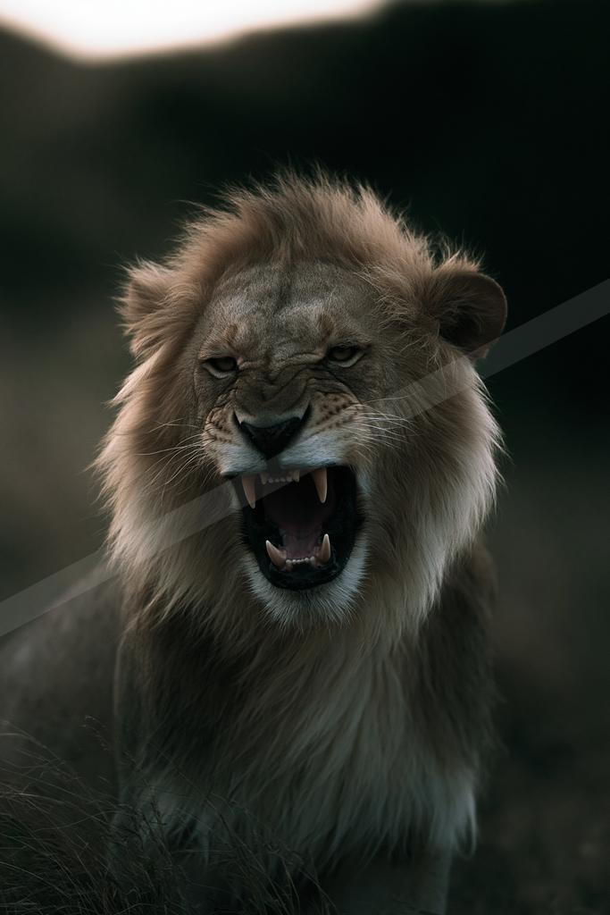A black-and-white moody wildlife photo of wildlife.