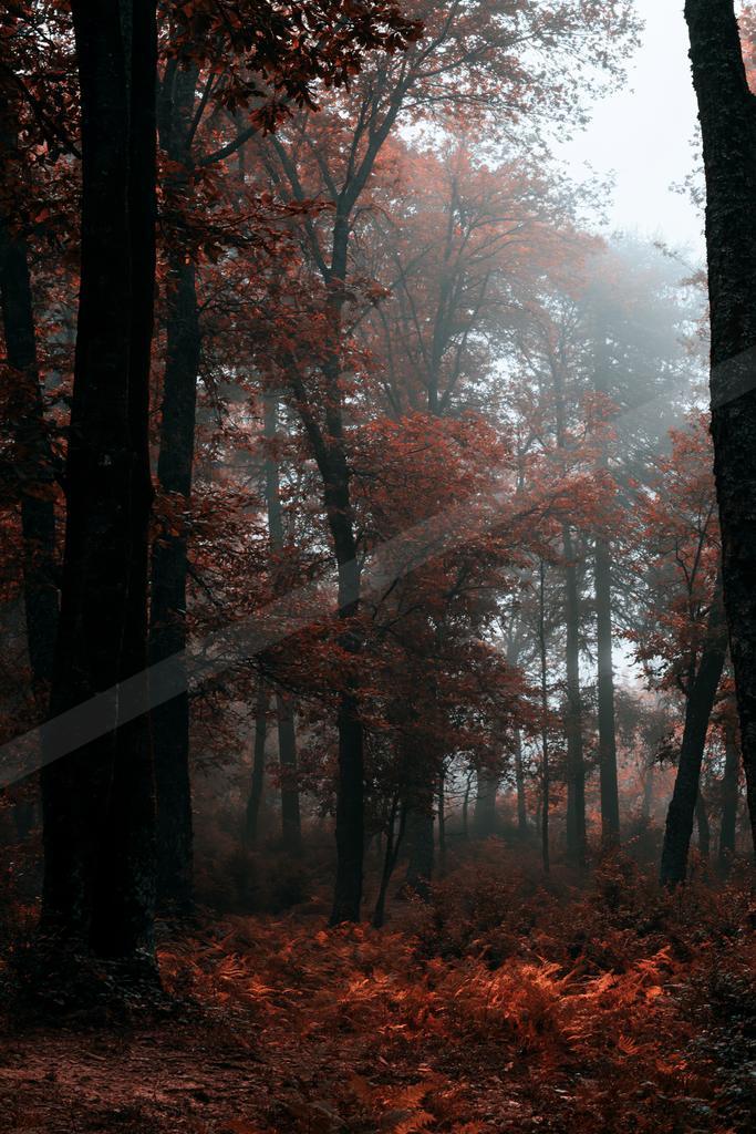 A black-and-white moody nature scene of forest, trees.