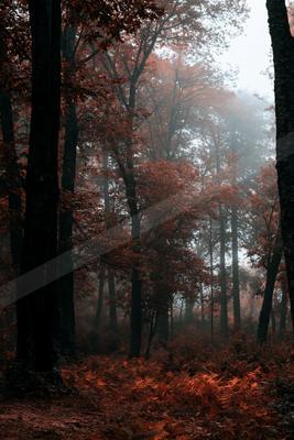 A black-and-white moody nature scene of forest, trees.