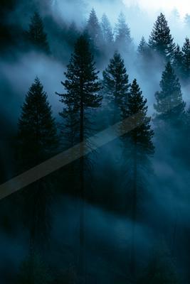 A dramatic nature scene of forest, trees, mountains.