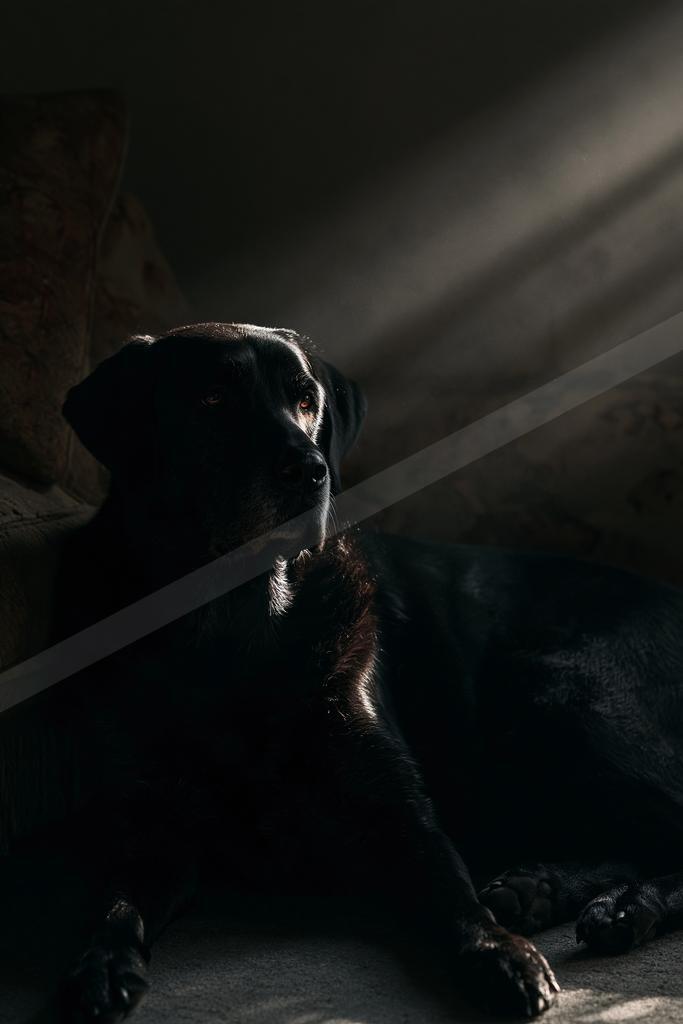 A black dog with glossy fur lies on the floor in a dark room, illuminated by strong diagonal beams of light that create a moody and atmospheric scene.
