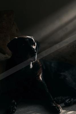 A black dog with glossy fur lies on the floor in a dark room, illuminated by strong diagonal beams of light that create a moody and atmospheric scene.