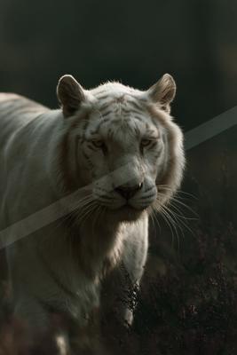 A majestic white tiger with striking pale fur and faint stripes walks toward the camera through purple heather, its intense gaze fixed forward.