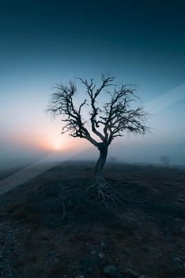 A blue hour minimalist nature scene of trees, fog.