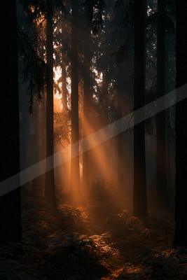 A golden hour nature scene of forest, fog.