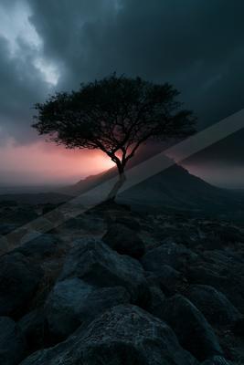 A solitary tree stands silhouetted on a rocky hillside with a dramatic pink and dark cloudy sunset behind a distant mountain.