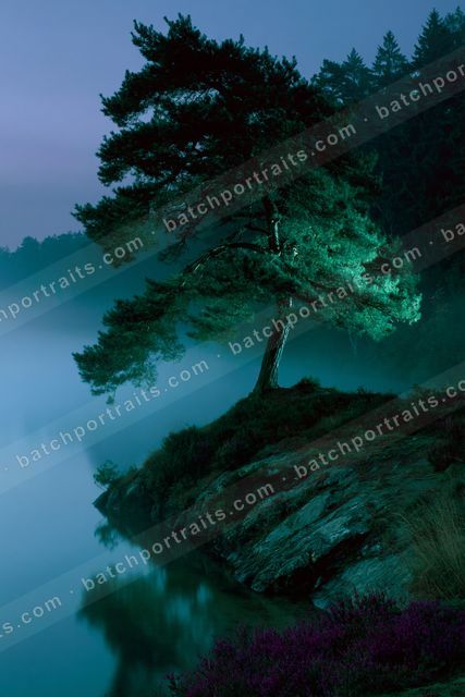 A lone pine tree stands on a rocky outcrop by a misty lake, its silhouette reflected in the calm water.