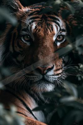 A black-and-white moody wildlife photo of wildlife.