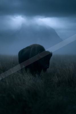 A large dark bison stands in tall dry grass with a foggy mountain range looming in the background under a dramatic cloudy sky.