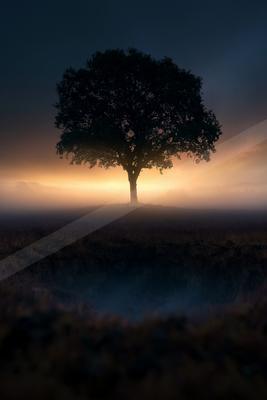 A night nature scene of trees, fog.