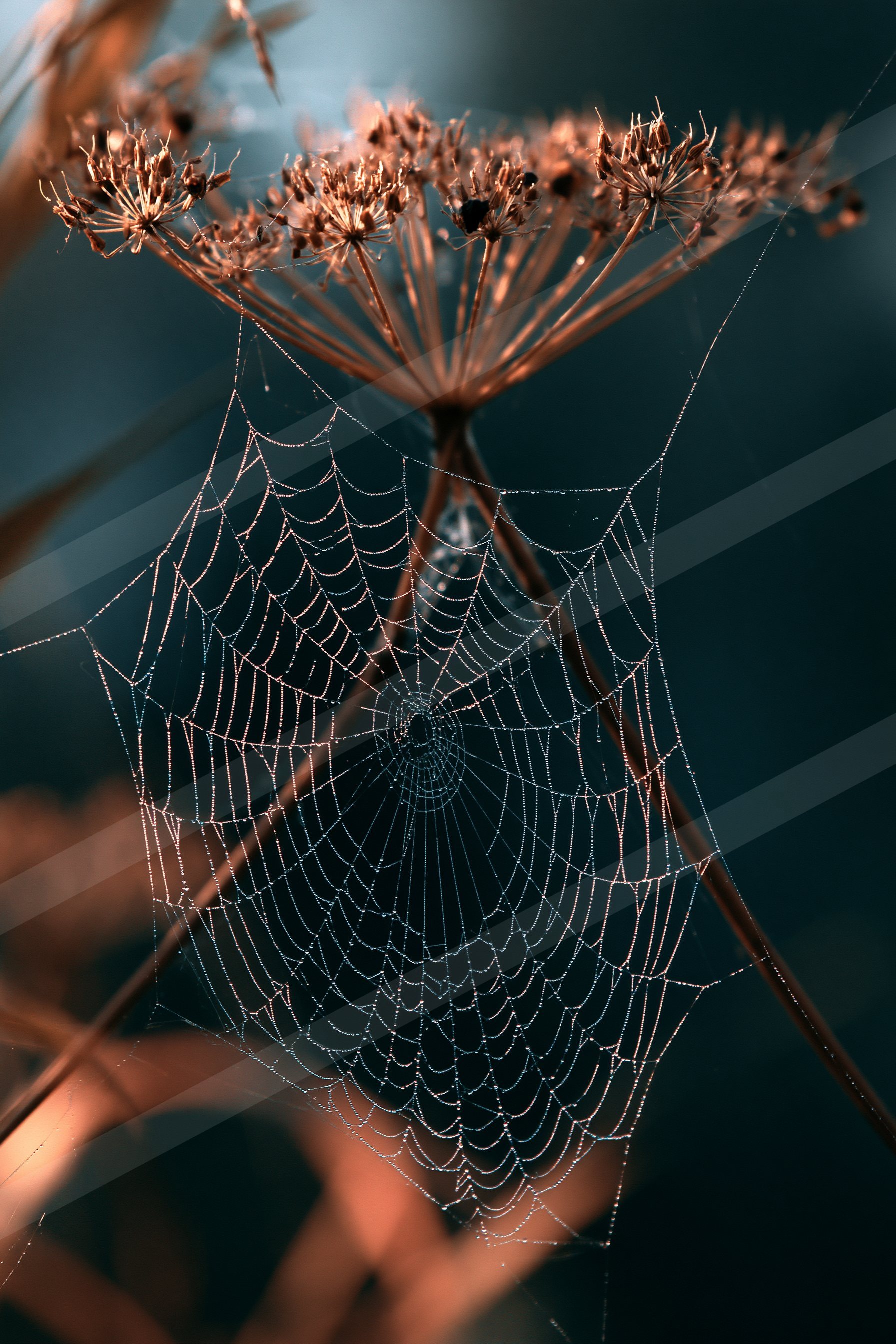A delicate spider web glistening with dew drops stretched across a dried plant structure against a dark background.