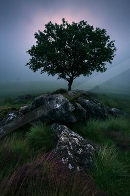 A serene nature scene of trees.