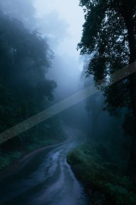 A wet, winding road disappears into thick blue fog surrounded by dense, dark green forest foliage.