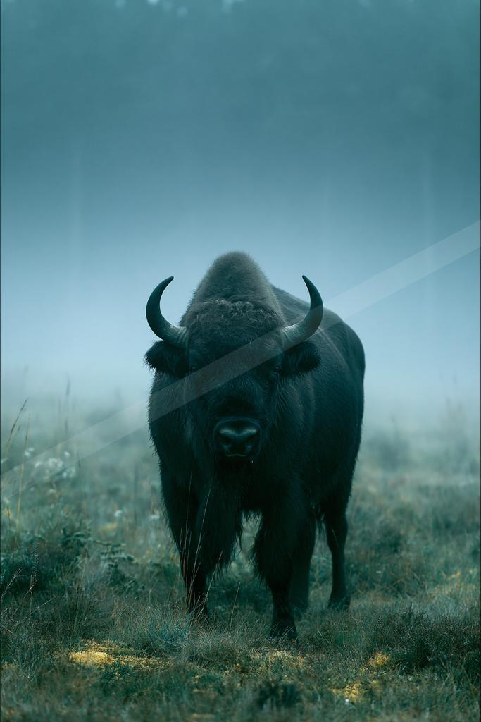 A teal-toned bright photograph of bison, ox, water buffalo.