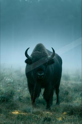 A teal-toned bright photograph of bison, ox, water buffalo.