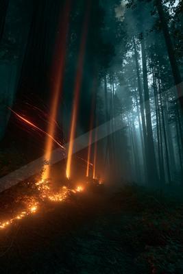 A moody nature scene of forest.