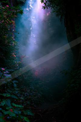 A night long exposure nature scene of forest, fog.