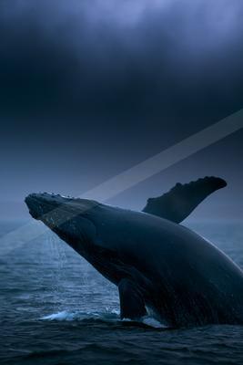 A humpback whale breaches the surface of a dark, misty ocean during twilight.