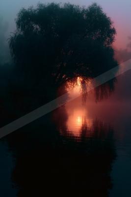 A large weeping tree silhouetted against a glowing red and orange sunrise, with its reflection visible in the calm misty water below.