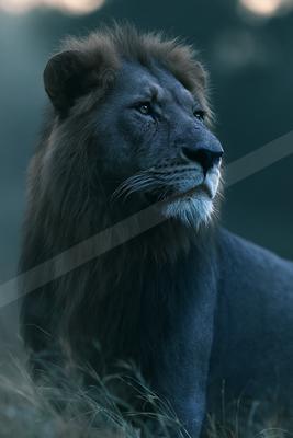 A majestic male lion with a full mane sits in profile, gazing to the right under cool blue atmospheric lighting, surrounded by dry grass.