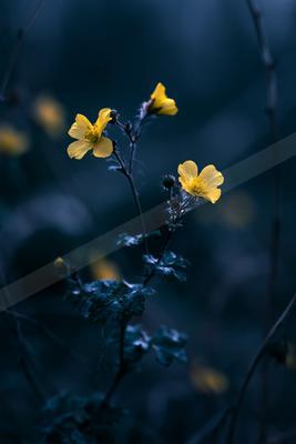 A night minimalist nature scene of flowers.