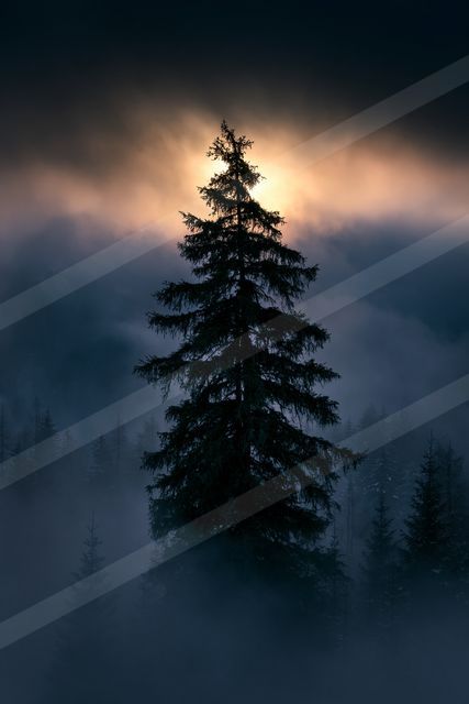 A night high contrast nature scene of a pine tree, fog.
