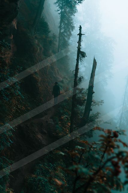 A mysterious nature scene of a forest, fog.