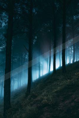 A night nature scene of forest, fog.