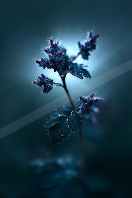 A blue hour macro nature scene of plants, flowers, still life.